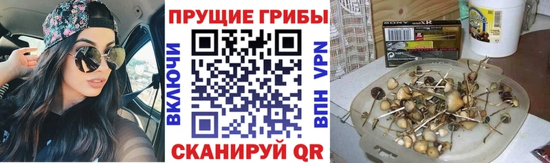 Галлюциногенные грибы Cubensis  Сокол 